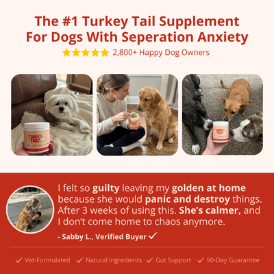 PrimeGut - Turkey Tail Probiotic™