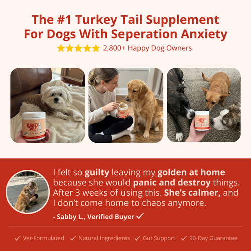 PrimeGut - Turkey Tail Probiotic™