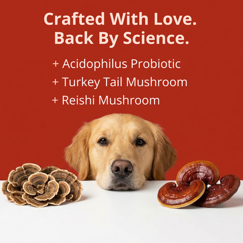 PrimeGut - Turkey Tail Probiotic™